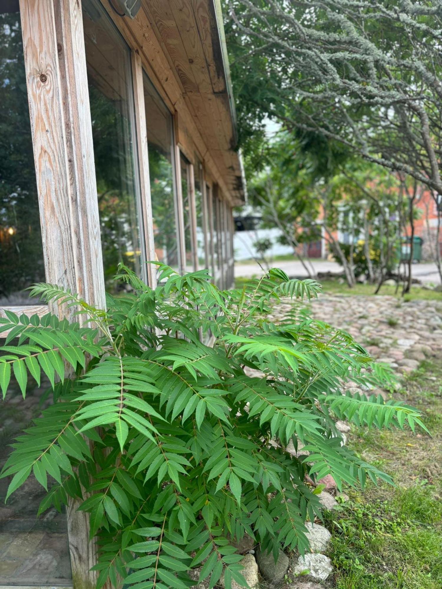 Butterfly House Apartment Pavilosta Ngoại thất bức ảnh
